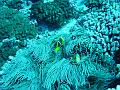 tuamotu - fakarava plongee 009